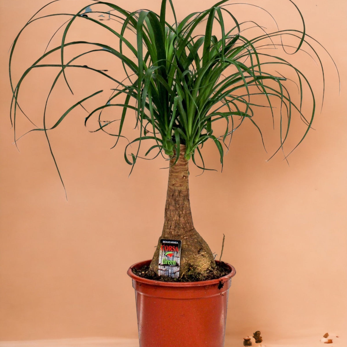 5 gute Grnde, einen Beaucarnea in Ihrem Zuhause willkommen zu heien