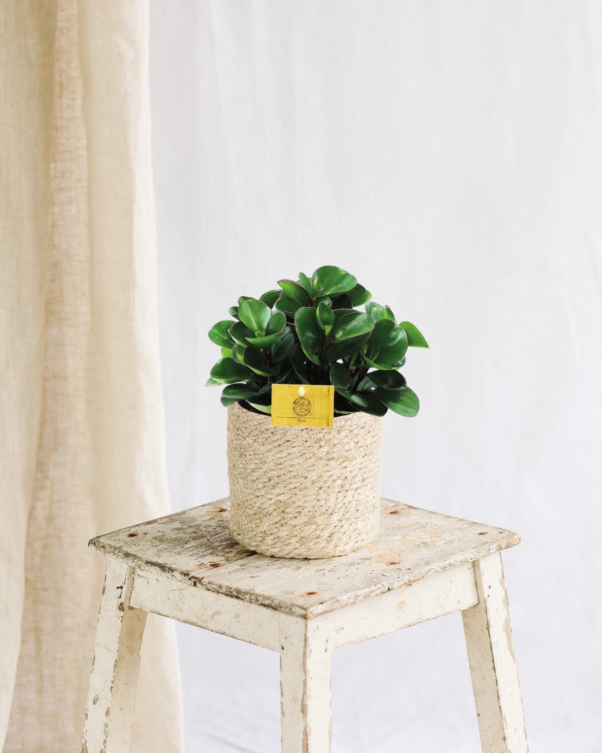Entretien - Peperomia Burning Bush: Guide pratique