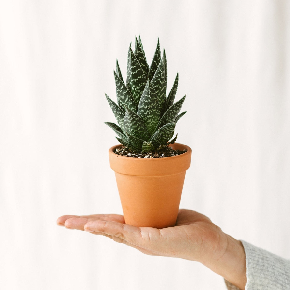 Pflegeanleitung: Aloe Tikki