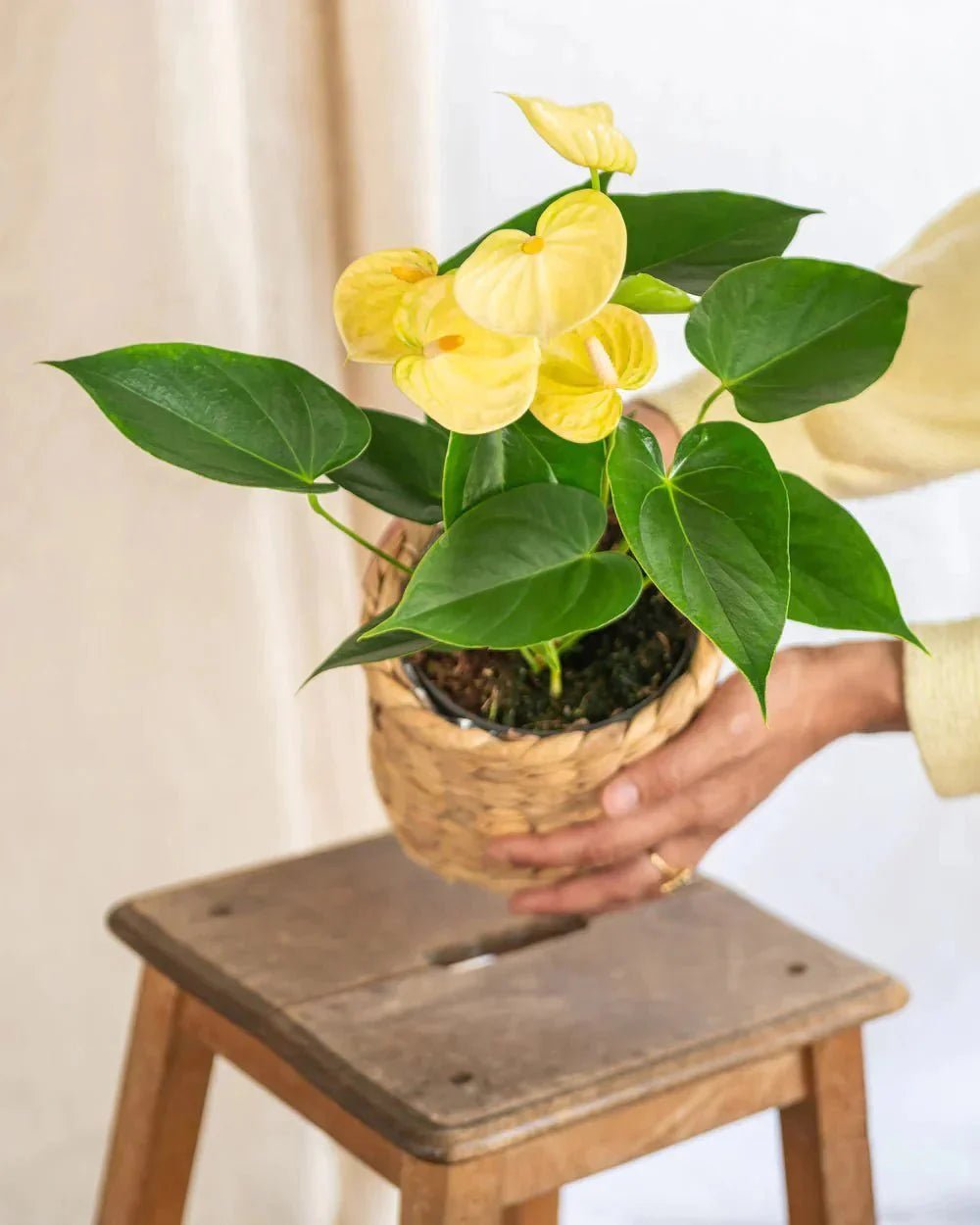 Entretien Anthurium andreanum - La Green Touch