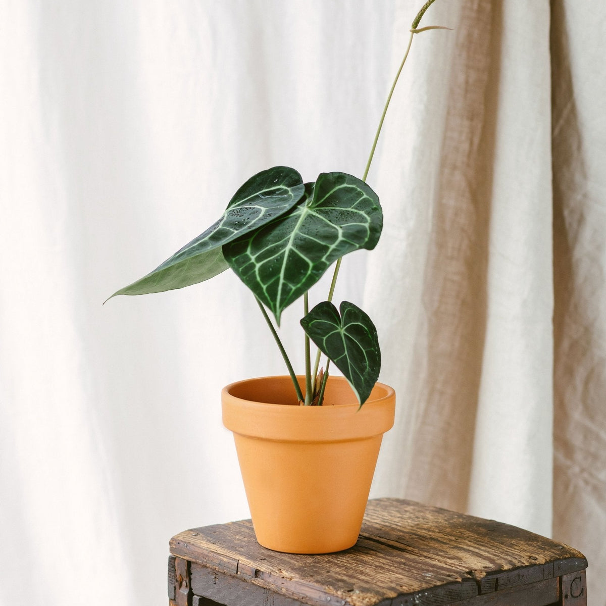 Anthurium Clarinervium: So pflege ich meine Pflanze ?
