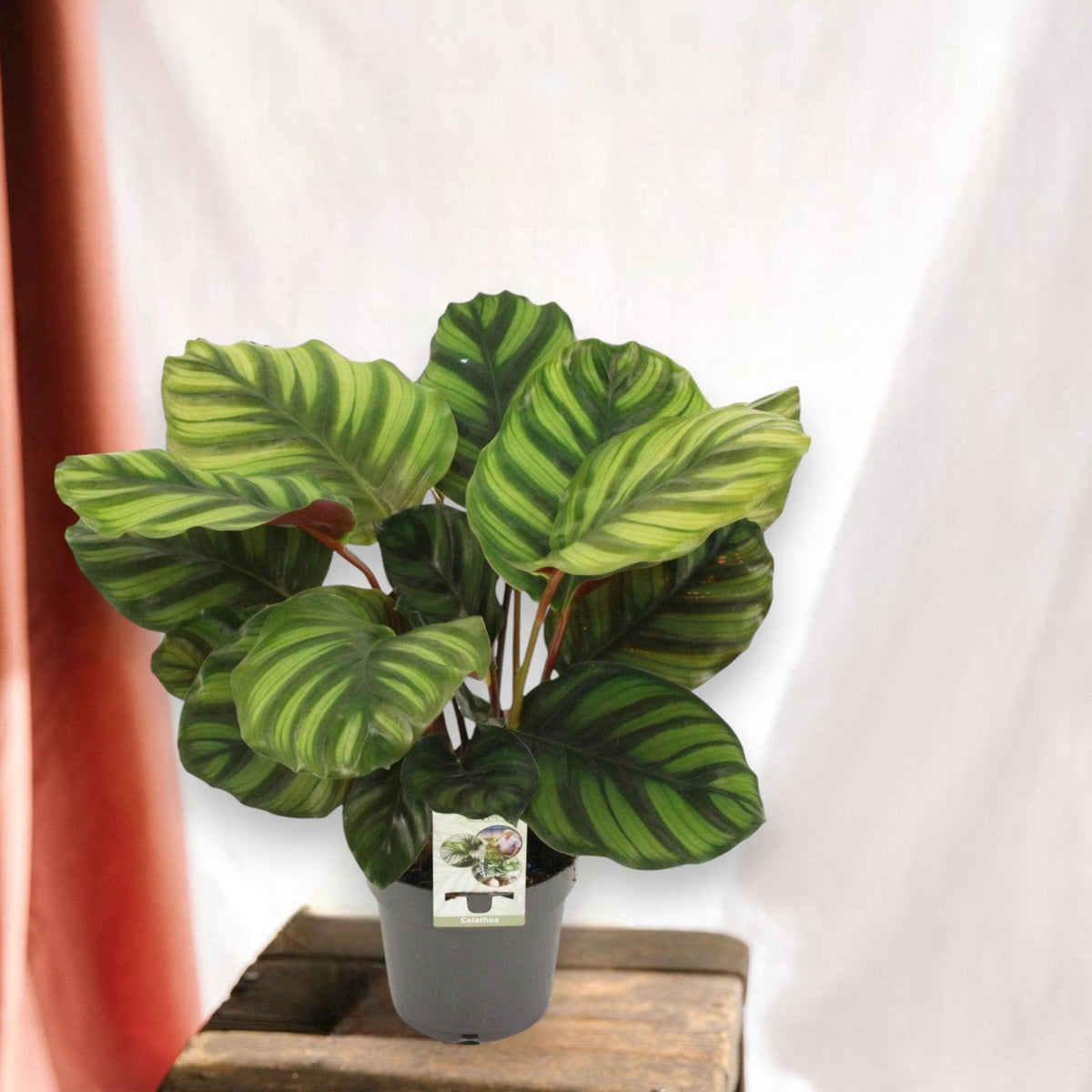 Calathea Fasciata Pflege: praktische Tipps Deutschland