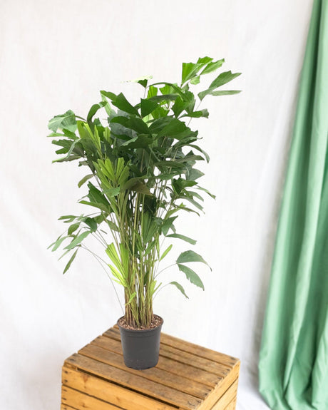 Entretien - caryota Mitis: Guide pratique - La Green Touch