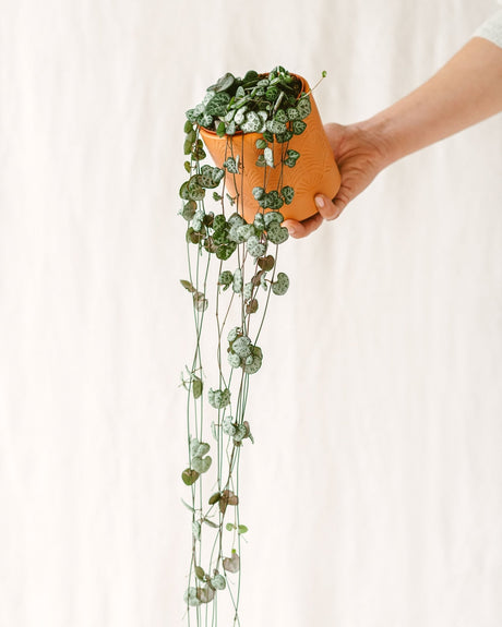 Entretien Ceropegia Woodii, chaîne des cœurs - La Green Touch