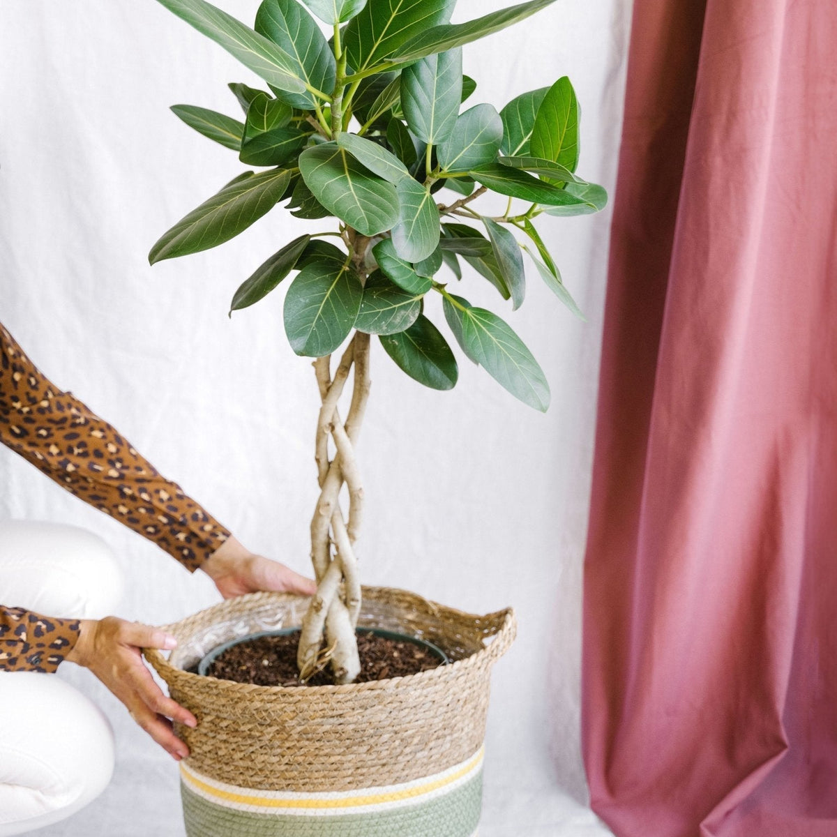 Ficus Benghalensis Pflege: vollstndige Anleitung fr drinnen (Frankreich)