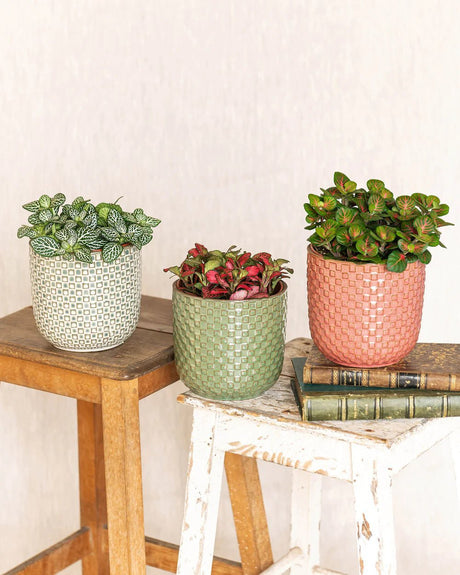 Entretien Fittonia - La Green Touch