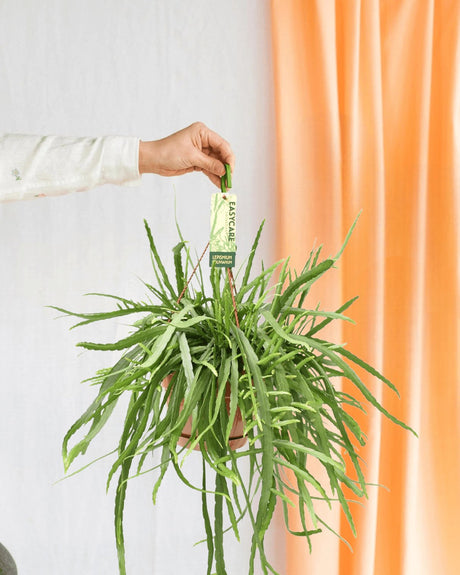 Entretien - Lepismium Bolivianum: Guide pratique - La Green Touch