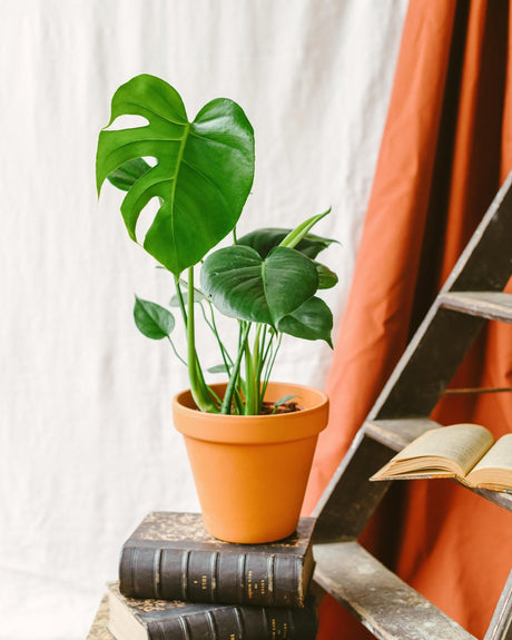Monstera Deliciosa - La Green Touch