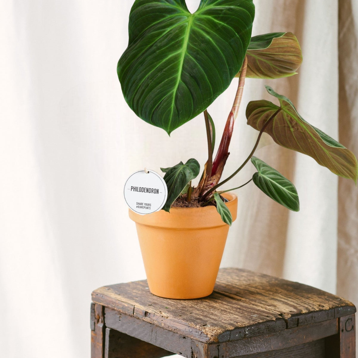 Philodendron Gloriosum  Pflege, Bewsserung und Umtopfen