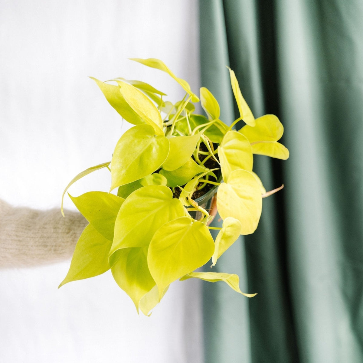 Philodendron 'Lime' pflegen: gieen, Licht, umtopfen