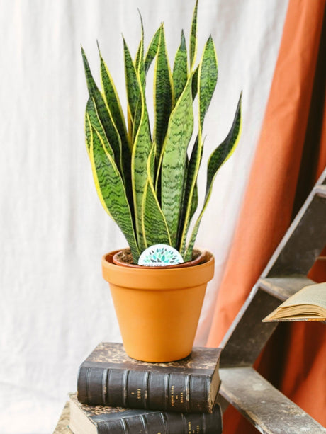 Entretien - Sansevieria Laurentii: Guide pratique - La Green Touch