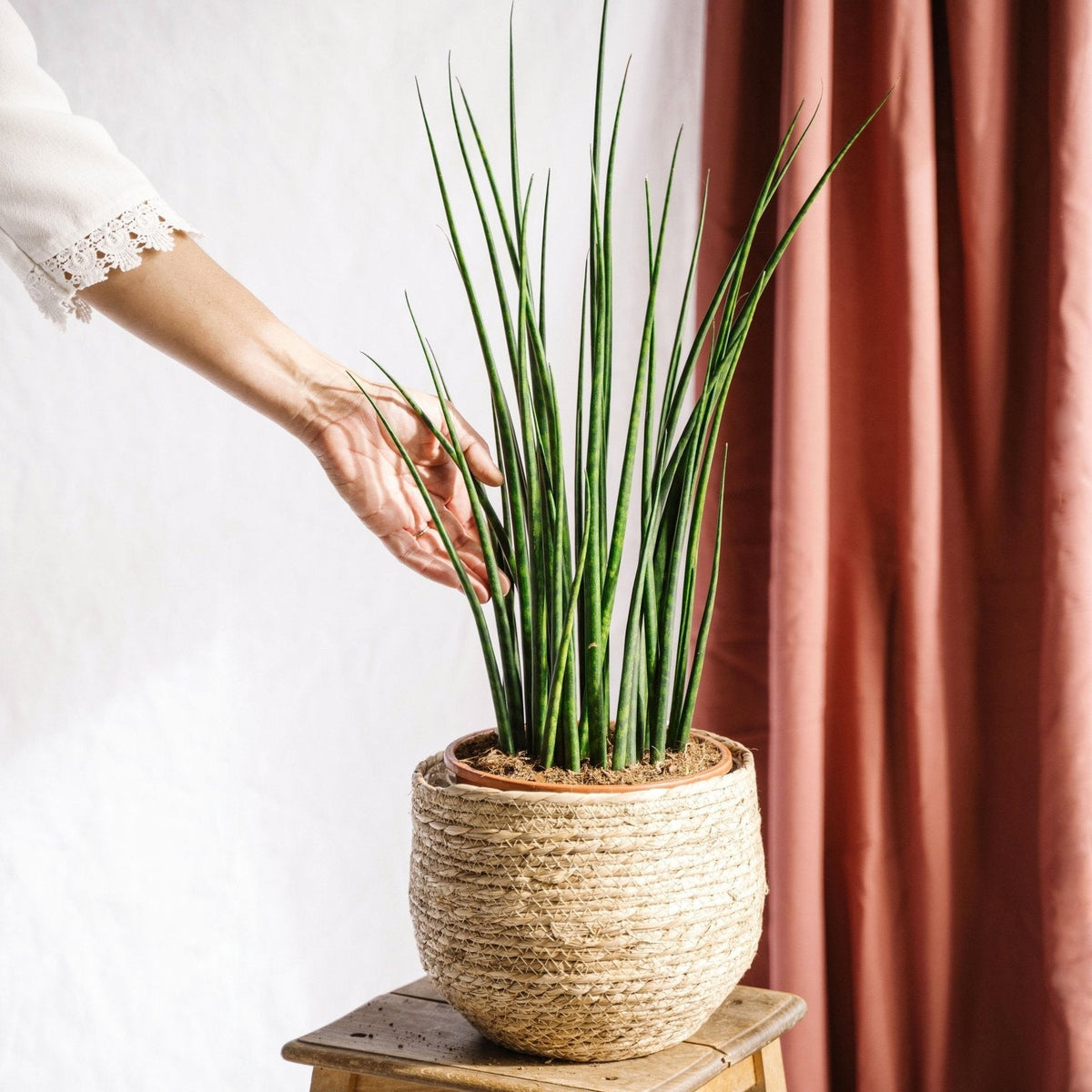 Sansevieria Mikado Pflege: Der vollstndige und einfache Leitfaden 2025
