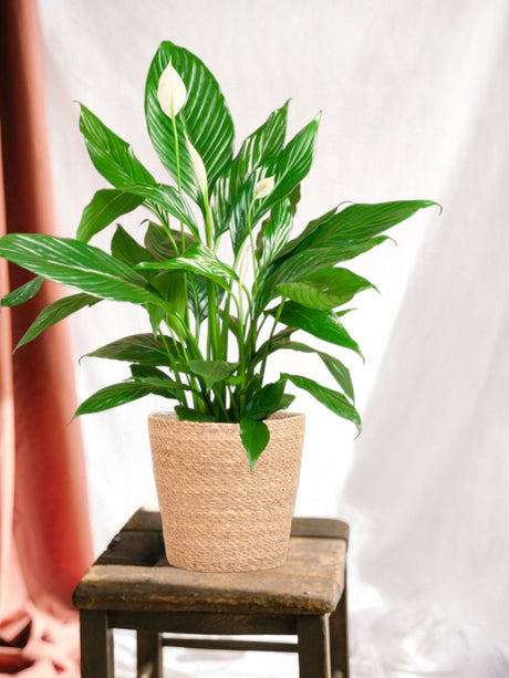 Entretien Spathiphyllum Spathiphyllum - La Green Touch