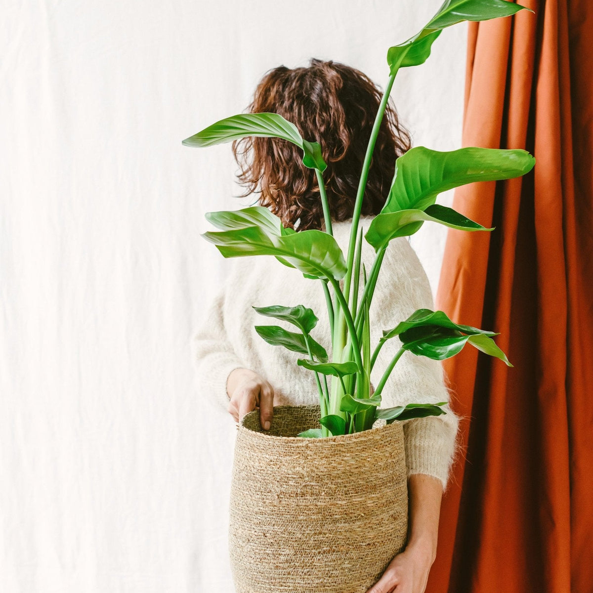 Strelitzia Nicolai: Pflege, Gieen, Umtopfen