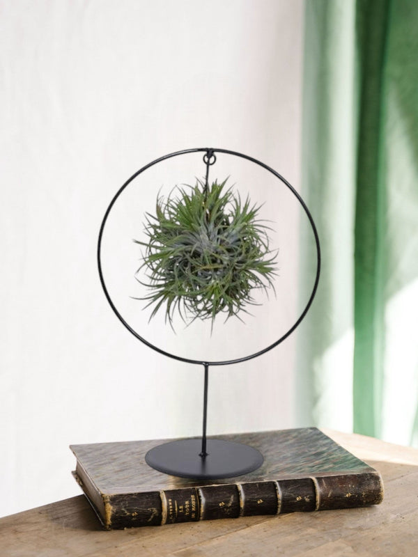 Entretien - Tillandsia Ionantha Silver: Guide pratique - La Green Touch