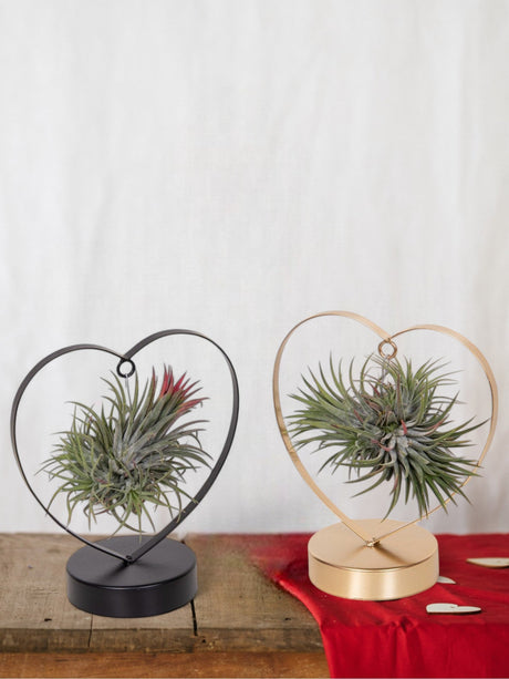 Entretien - Tillandsia King Xero: Guide pratique - La Green Touch