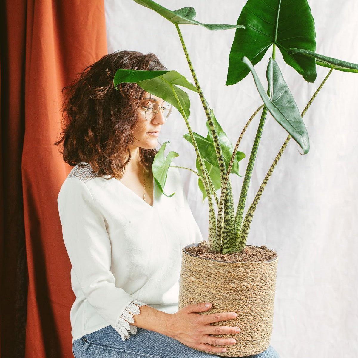 Alocasia Zebrina: vollstndige Pflegeanleitung