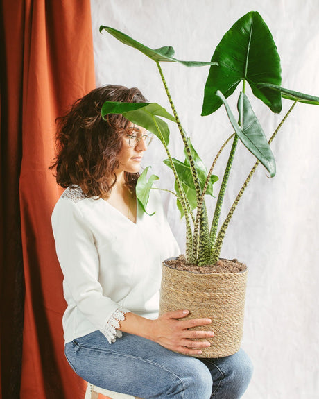 Entretien Alocasia Zebrina - La Green Touch