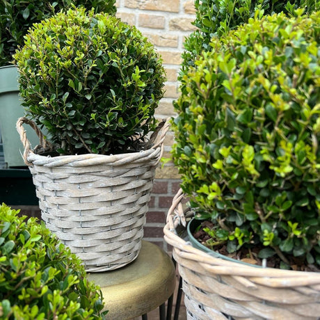 Ilex Houx plante de haie - comment l'entretenir ? - La Green Touch