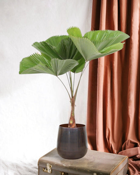 Licuala Grandis - La Green Touch
