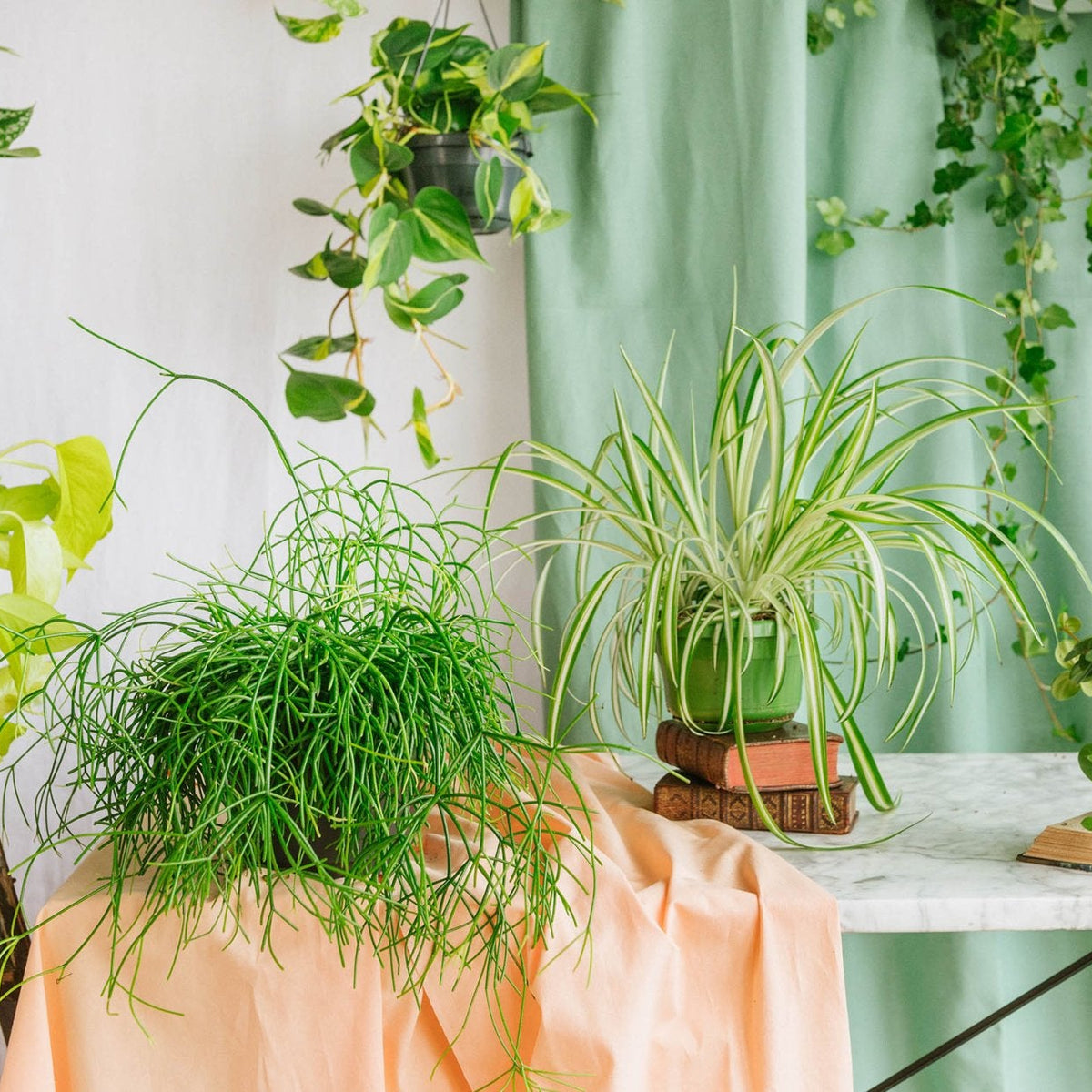 Sitemapcdatahttpsshudreferenzcomtuteur Plante Originalnull