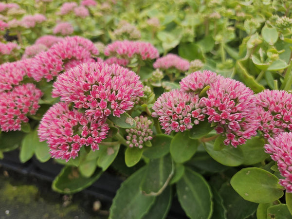 Plantes couvre-sol : les indispensables pour un jardin fleuri et facile à entretenir - La Green Touch