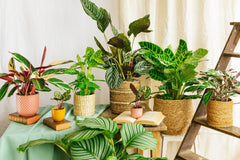 Calathea - La Green Touch
