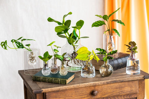 Plante en hydroculture