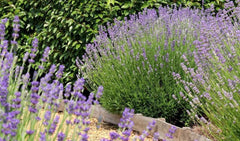 Lavande - La Green Touch