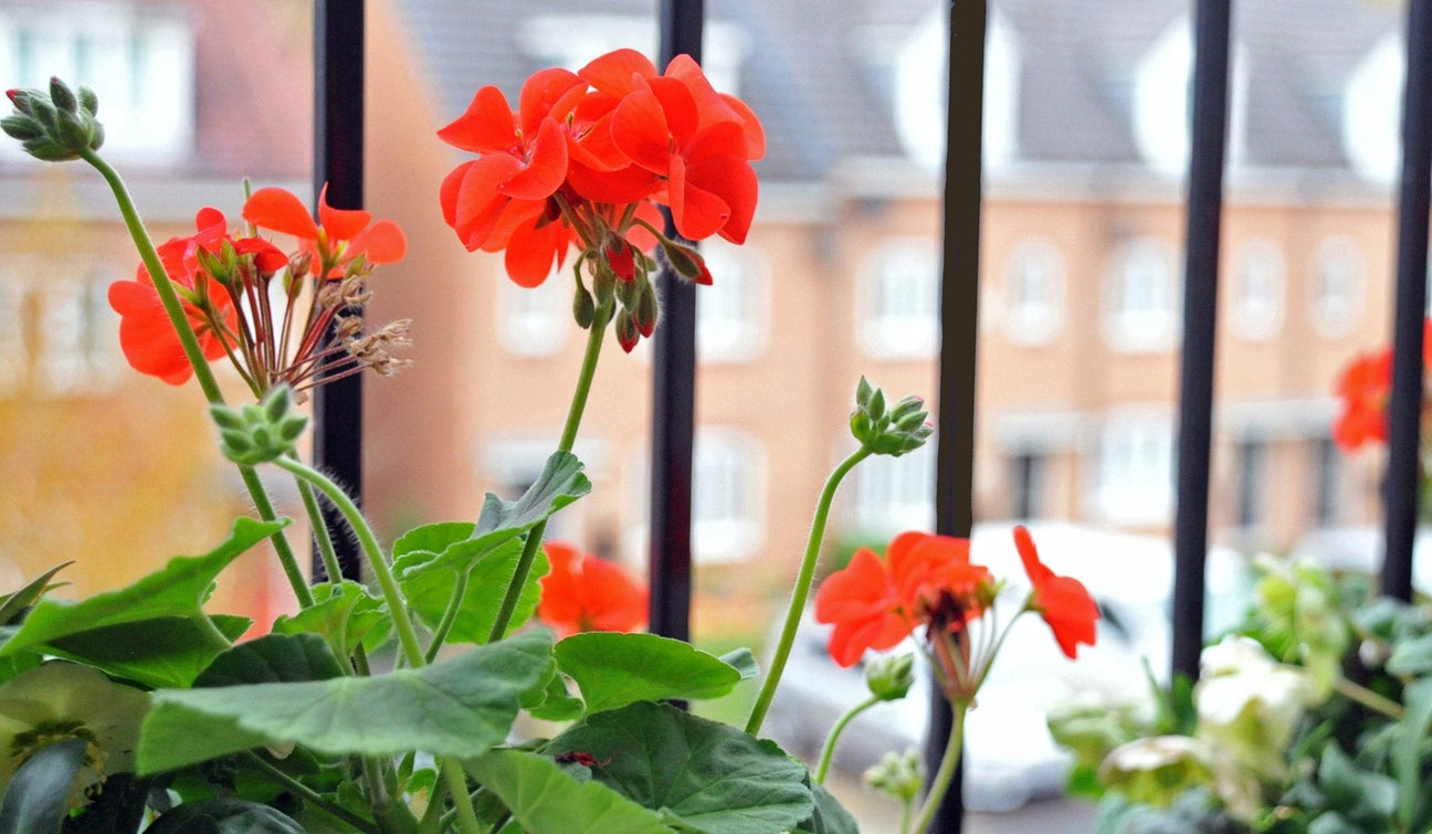 Plantes d'extérieur pour mon balcon - La Green Touch