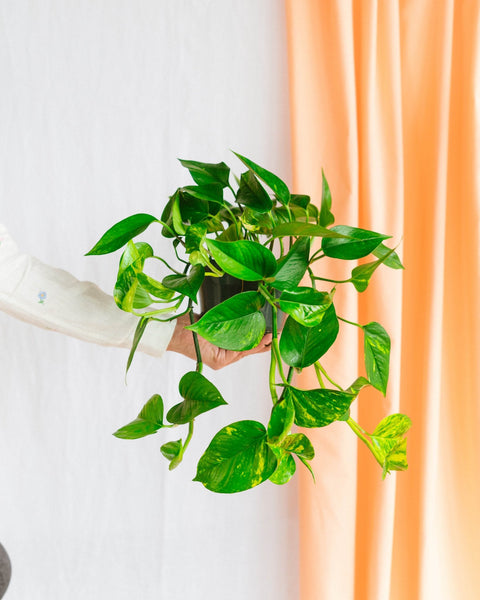 Pothos Scindapsus