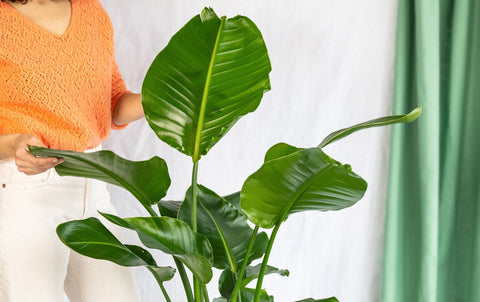 Très grandes plantes