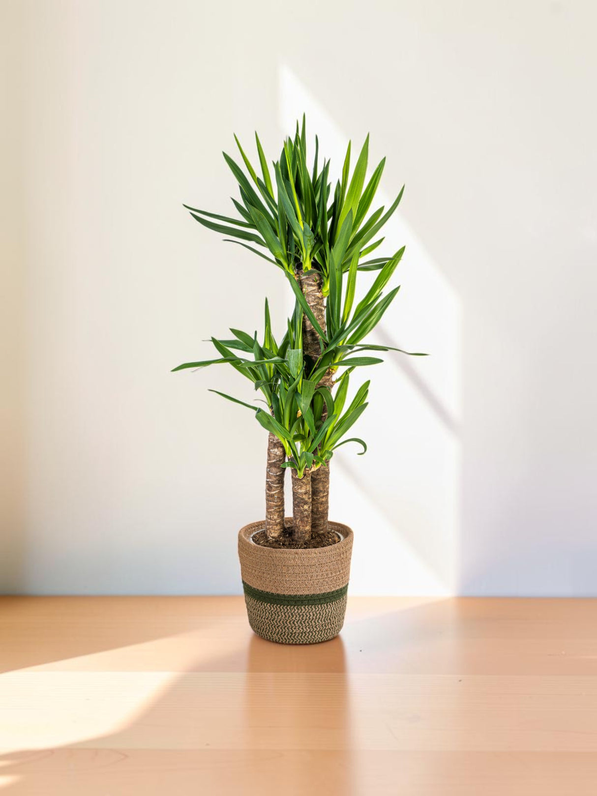 Yucca Elephantipes avec cache-pot