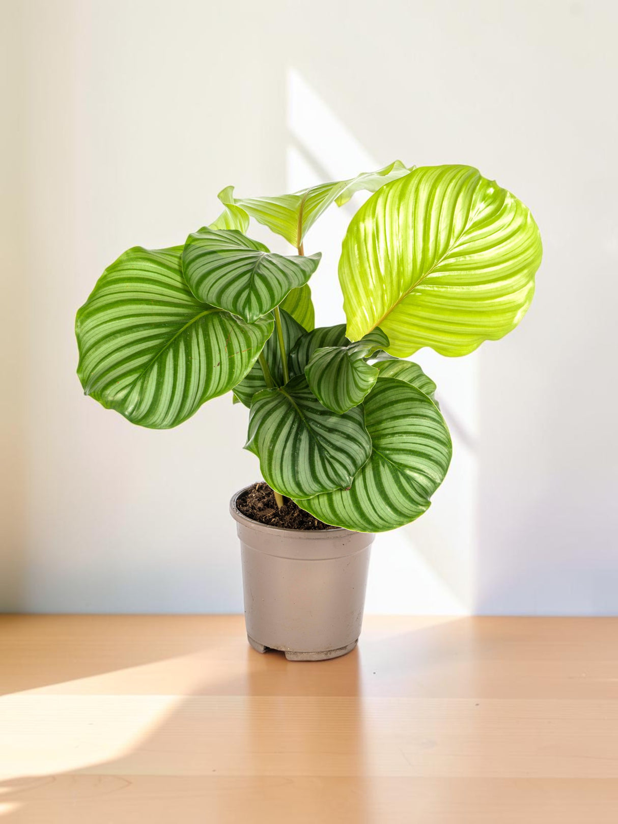 Calathea Orbifolia