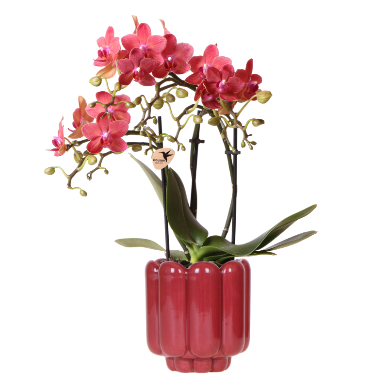 Orchidée Phalaenopsis rouge Blossom Congo avec cache-pot Retro rouge - H 40 cm, pot Ø9 cm