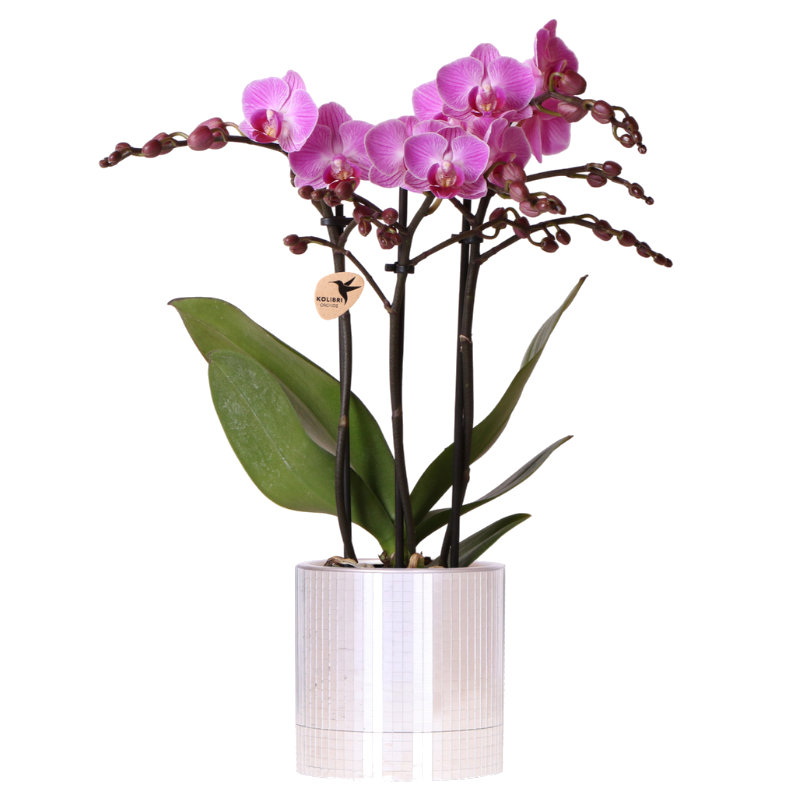 Orchidée Phalaenopsis violette Mineral Vienna avec cache-pot Disco - H 40 cm, pot Ø9 cm