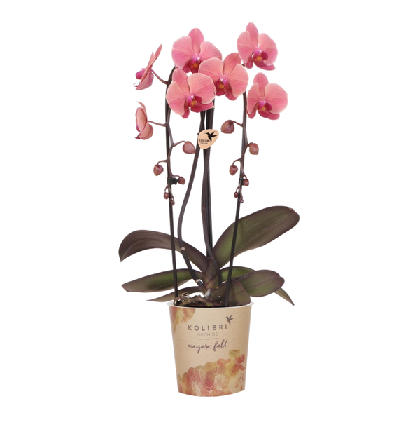 Kolibri Orchids | Zalmroze orchidee potmaat Ø12cm | Narbonne | bloeiende kamerplant - vers van de kweker