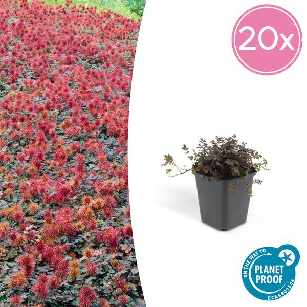 6x Acaena microphylla 'Kupferteppich' - ↕10-25cm - Ø9cm