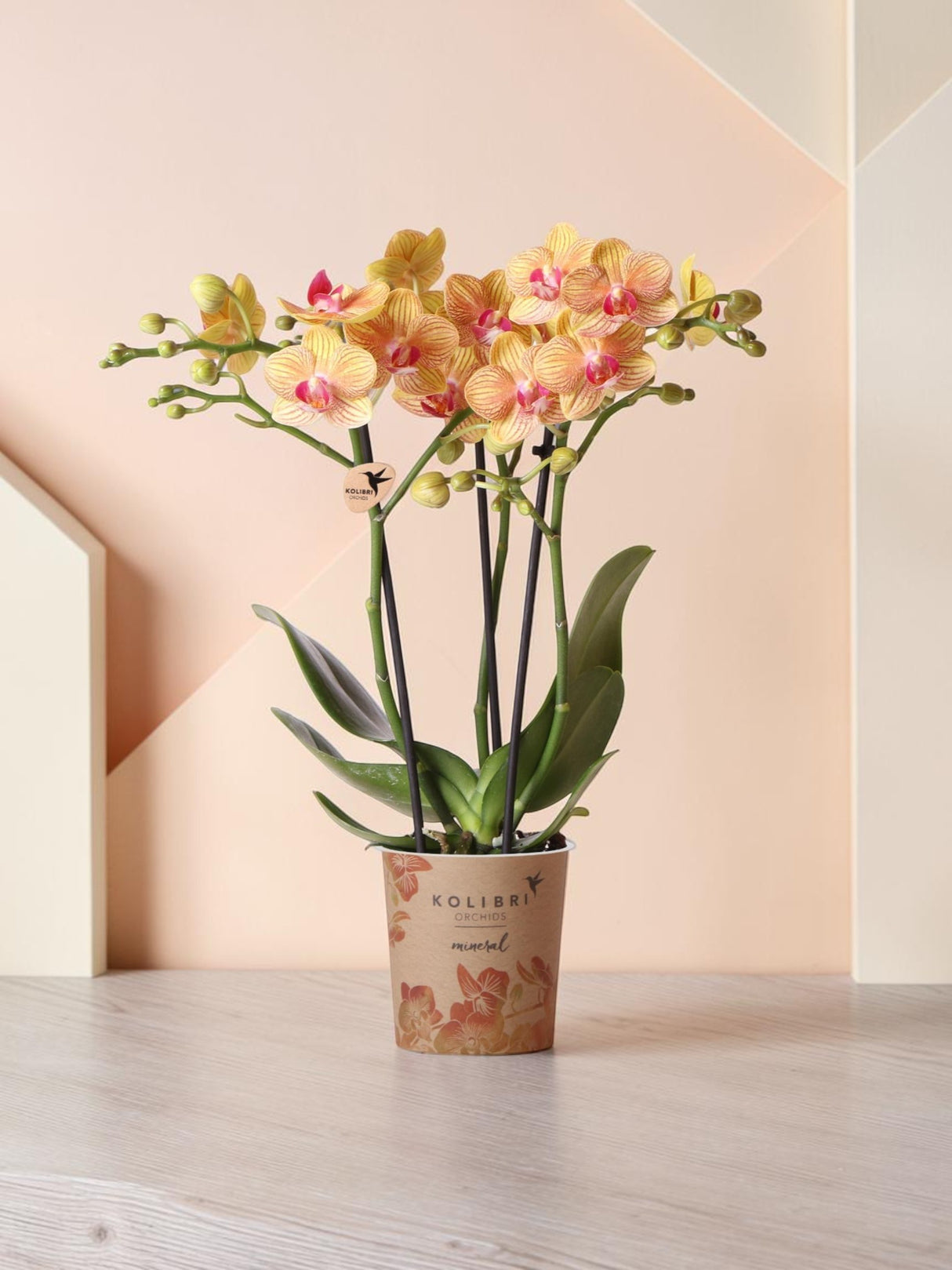 Oranje orchidee en zijn bloempot - h35cm, Ø9cm