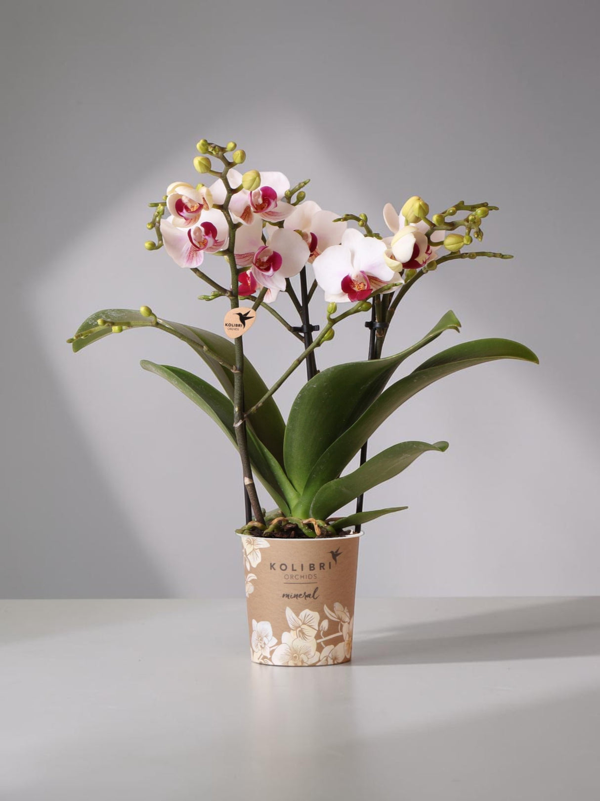 Weiße und rosa Orchidee – Ø9cm – Zimmerpflanze