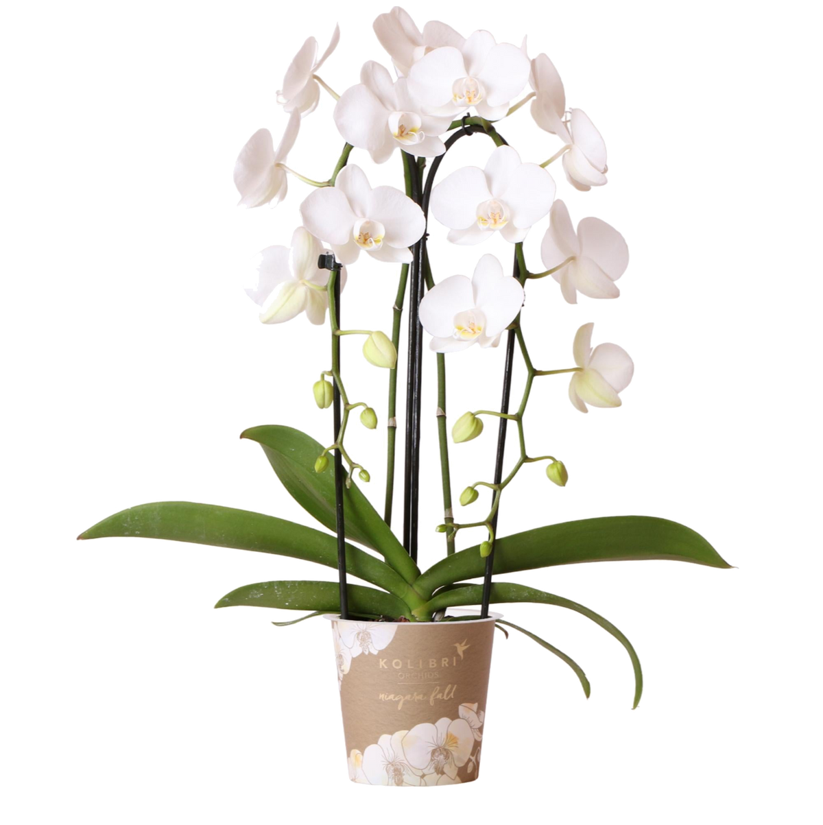 Livraison plante Orchidée blanche - Ø12cm - plante d'intérieur