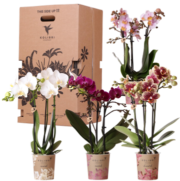 Boîte Surprise : 4 Orchidées Variées Haut de Gamme