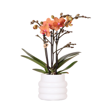 Bozner Orchidee im weißen Bubble Pot
