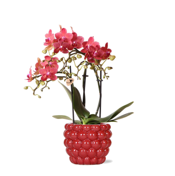 Rote Orchidee Phalaenopsis Kongo und ihr Topf