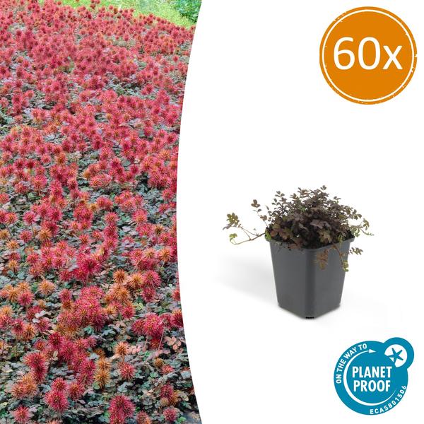 6x Acaena microphylla 'Kupferteppich' - ↕10-25cm - Ø9cm