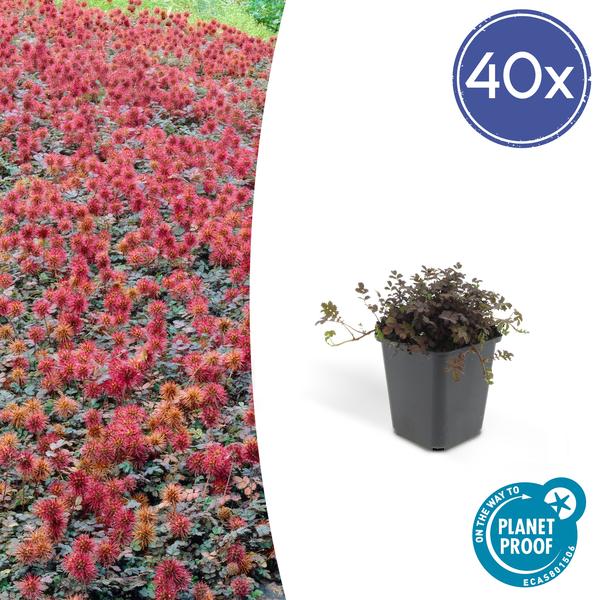 6x Acaena microphylla 'Kupferteppich' - ↕10-25cm - Ø9cm