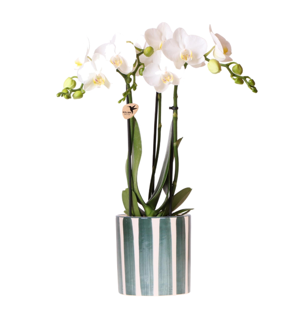 Livraison plante Phalaenopsis 'Amabilis' blanche + pot Painted Stripe vert