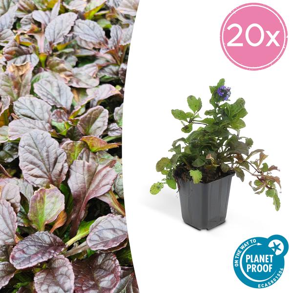 Livraison plante 6x Ajuga reptans - ↕10 - 25cm - Ø9cm