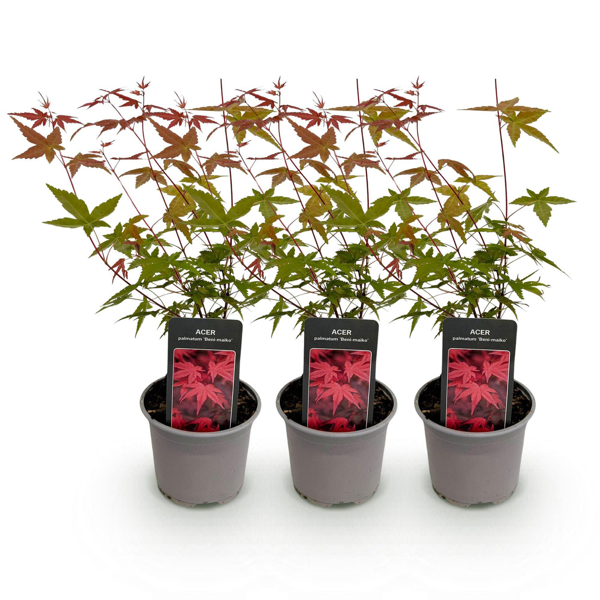 Livraison plante Acer palmatum Beni - maiko – Lot de 3 – Pot 12 cm