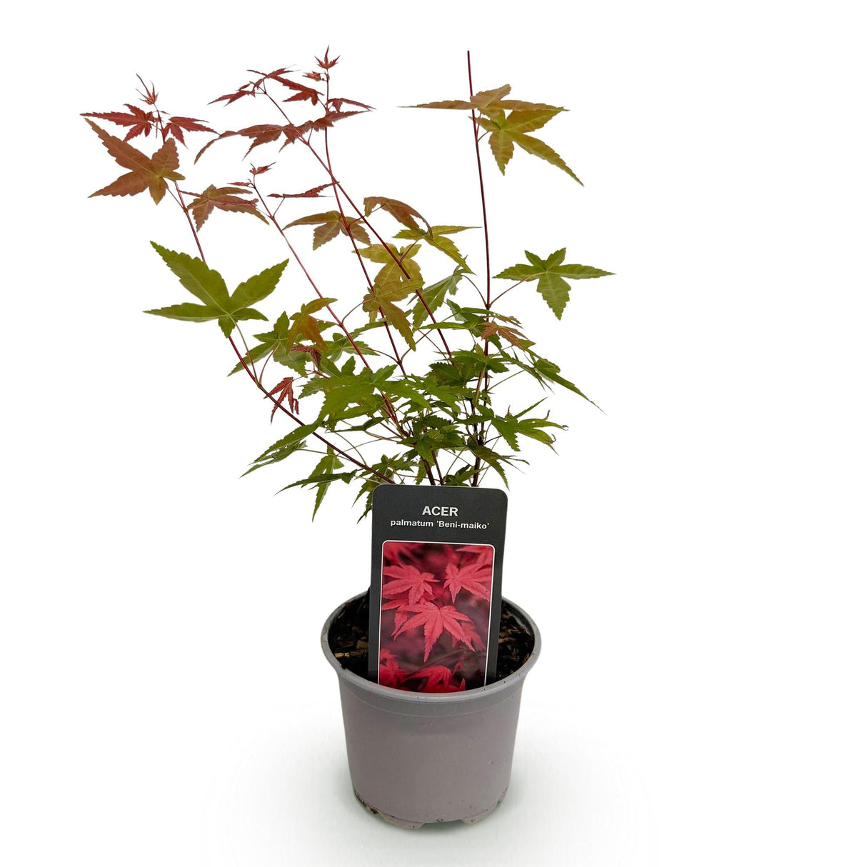 Livraison plante Acer palmatum Beni - maiko – Pot 12 cm – Hauteur 35 cm